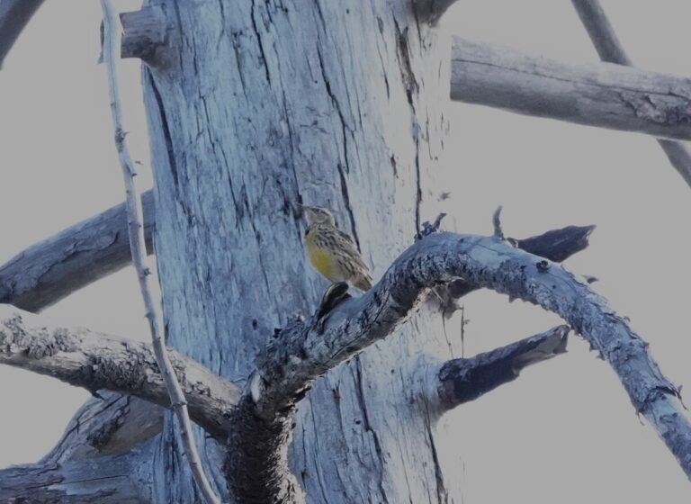 Western Meadowlark