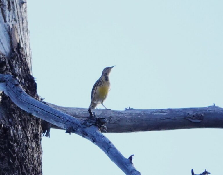 Western Meadowlark