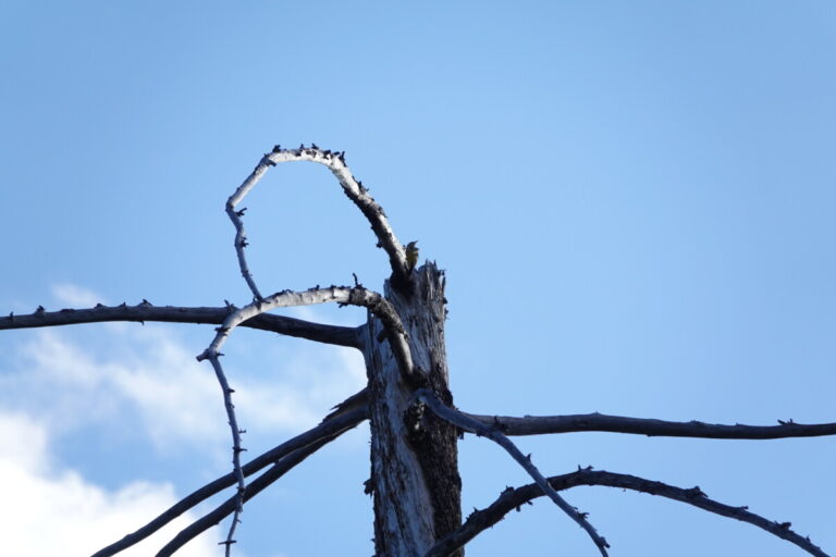 Western Meadowlark