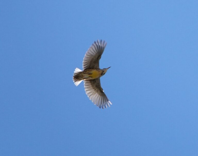 Western Meadowlark