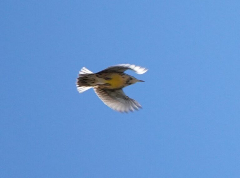 Western Meadowlark