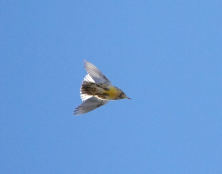 Western Meadowlark