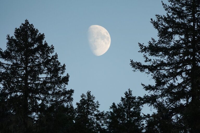 Moon peaking through trees