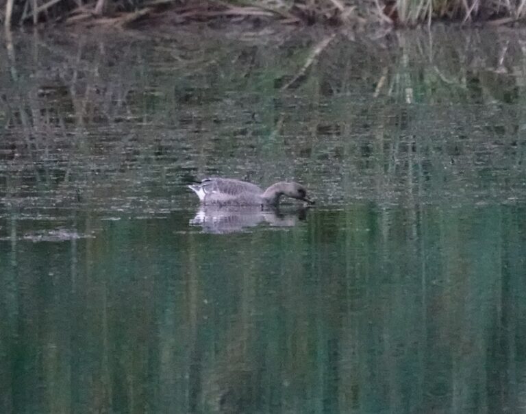 Immature Greater White-fronted Goose