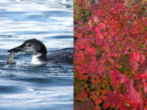 Read more about the article Diamond Lake Boat Birding and Fall Colors, October 12, 2024