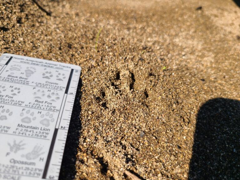 Small canine (fox or small dog).