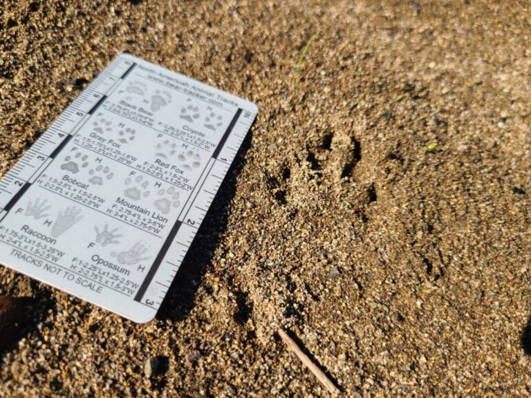 Small canine (fox or small dog).