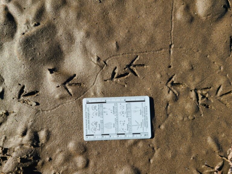 Spotted Sandpiper tracks.