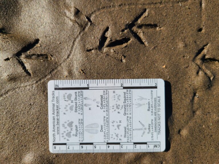 Spotted Sandpiper tracks.