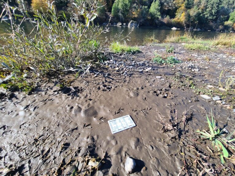 Spotted Sandpiper tracks.