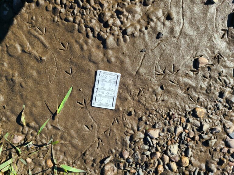 Spotted Sandpiper tracks.