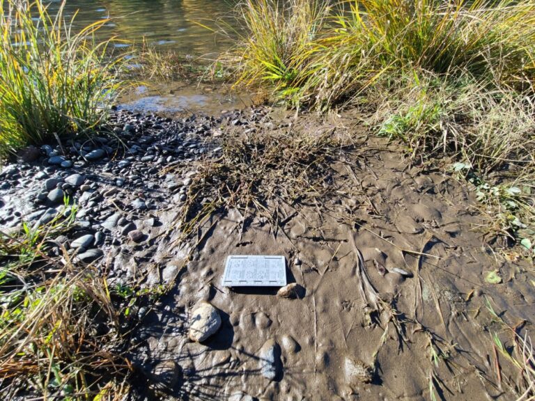 Heron or Egret track.