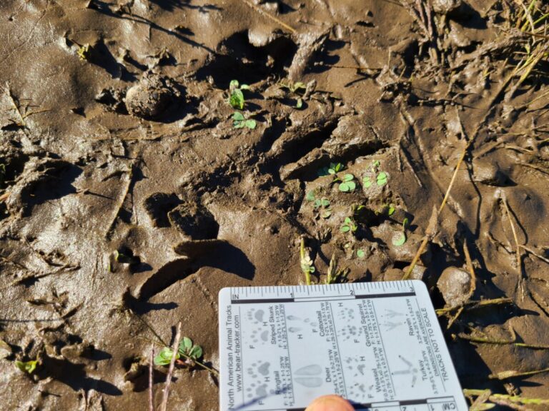 Nutria hind track showing webbing depressing plants between the toes.