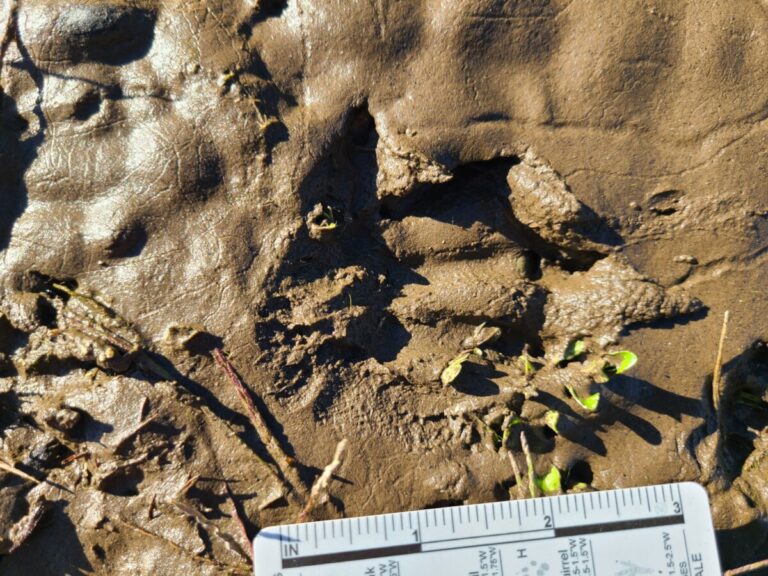 Left hind track of Nutria, showing splay of unwebbed outer toe. Also note where the webbing caught some mud and brought it in front of the track when the Nutria stepped forward.