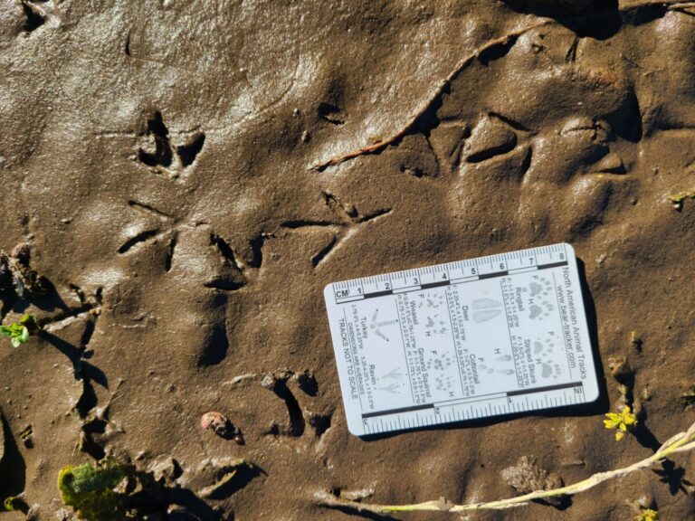 Spotted Sandpiper tracks