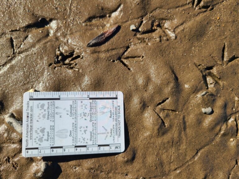 Spotted Sandpiper tracks