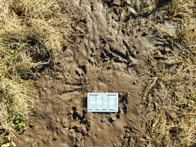 Beaver tracks.