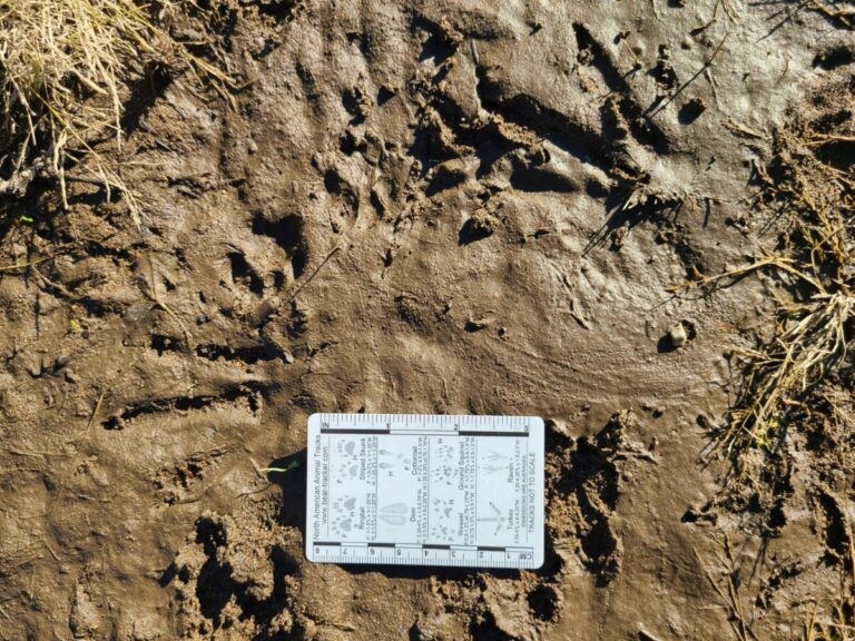 Beaver tracks and possibly a swish of the tail.