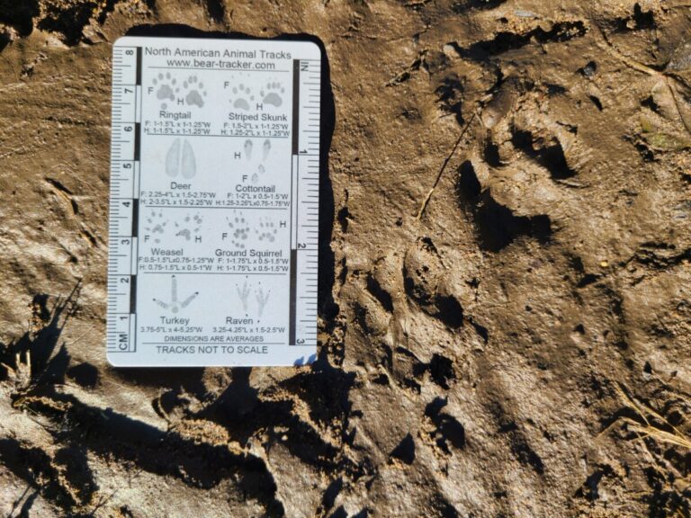 Domestic Cat tracks.