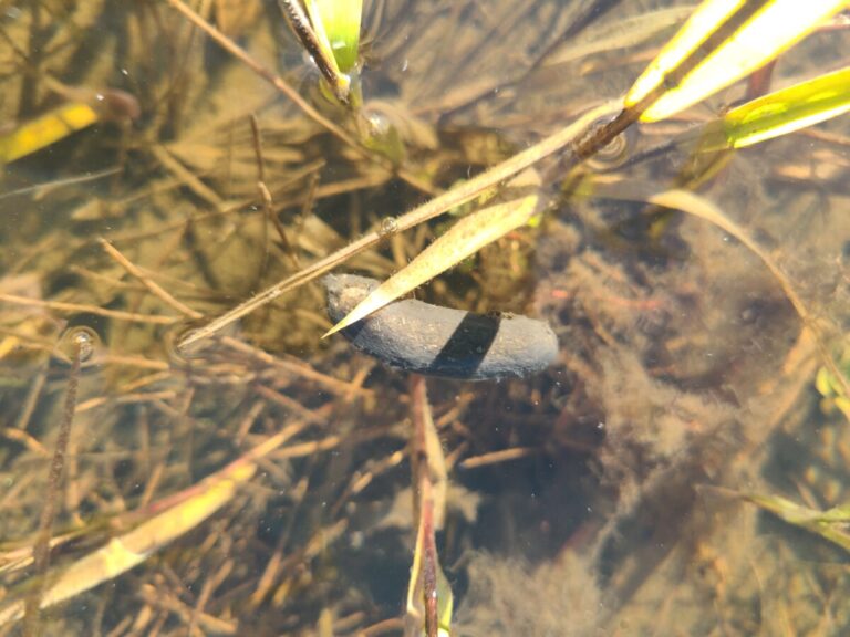 Nutria scat about 1.5 inches long.