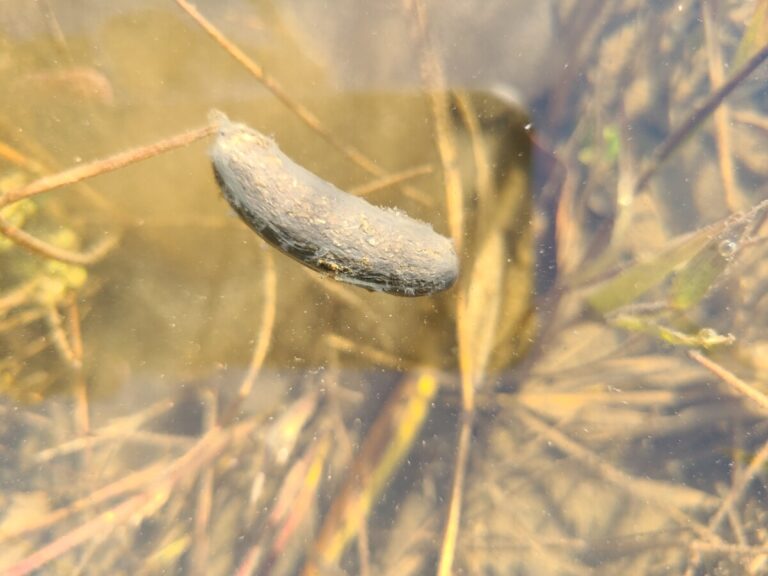 Nutria scat about 1.5 inches long. Some striations visible on lower edge.