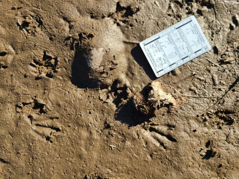 Muskrat hind tracks most visible. Messy left front visible far left above middle.