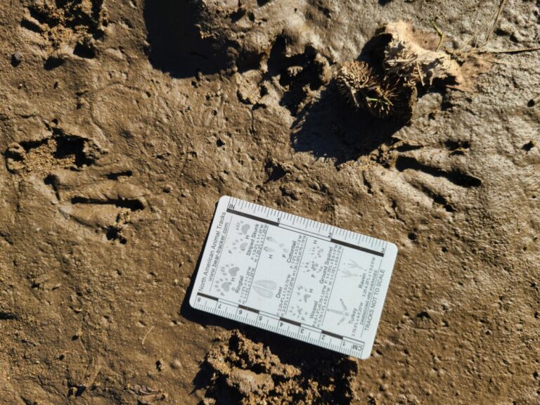 Muskrat hind tracks most visible. Messy left front visible in upper left.