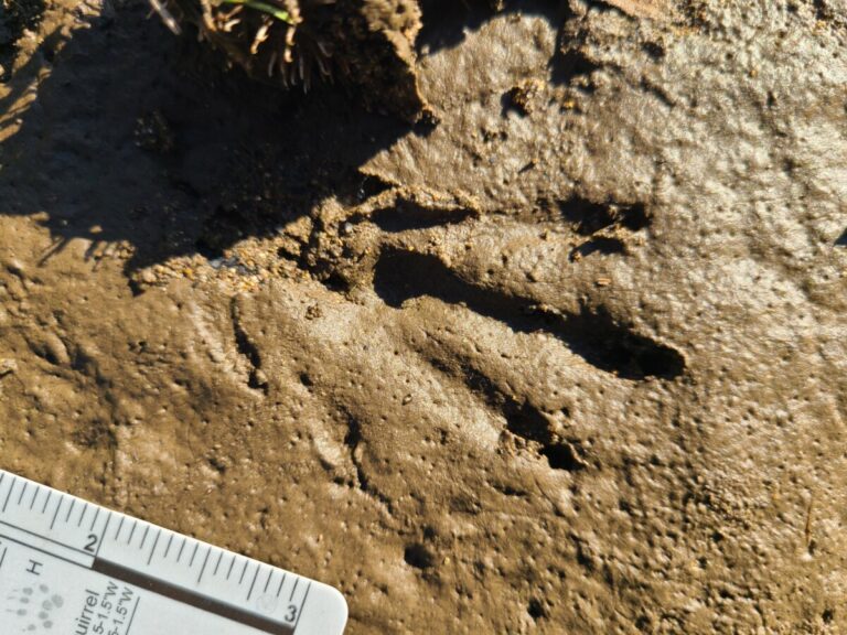 Muskrat left hind track