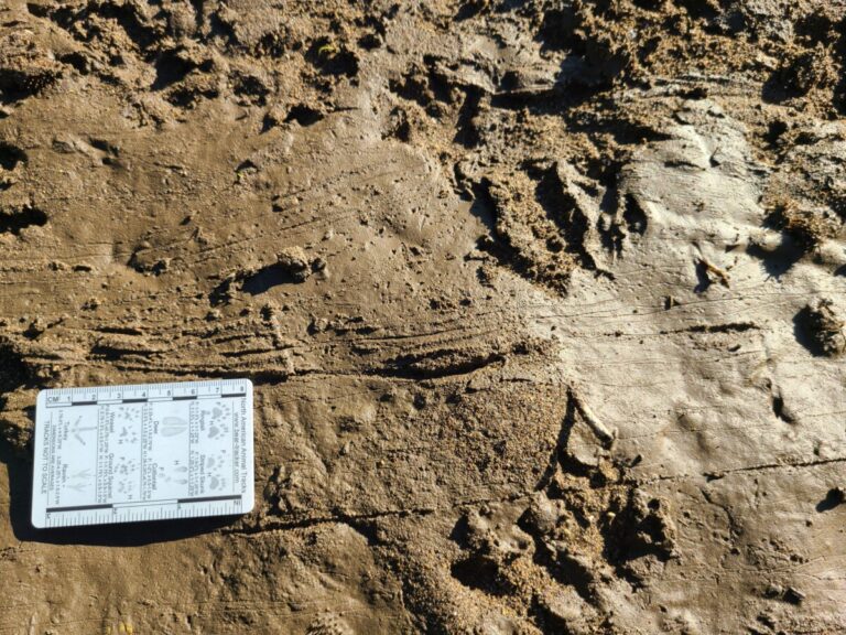 Drag marks from beaver hauling branches to river.