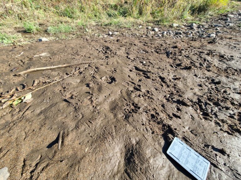 Drag marks from beaver hauling branches to river.