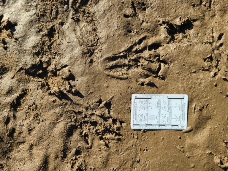 Nutria left hind track above card showing webbing between all toes except the outer one (uppermost in the photo).