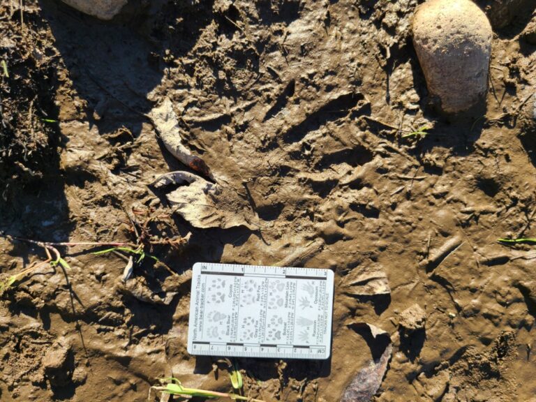 Beaver hind track showing only parts of a few toes.