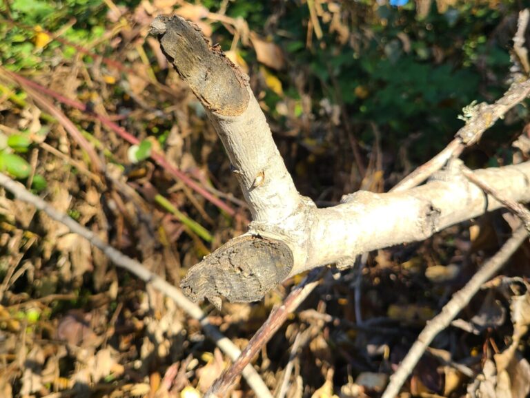 Old beaver chew.