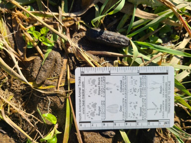 Nutria scat showing striations on the side.