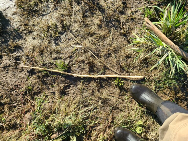 Recent beaver forage on this stick.