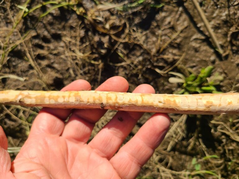 Recent beaver forage on this branch.