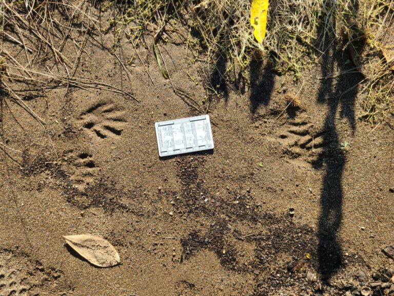 Raccoon tracks showing typical side-by-side juxtaposition of hind and front feet.