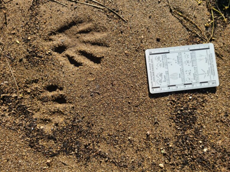 Raccoon tracks