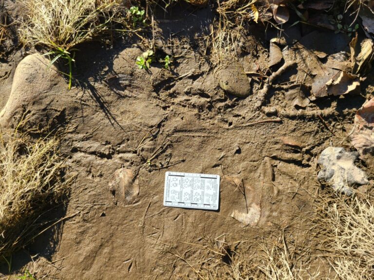 Beaver tracks.