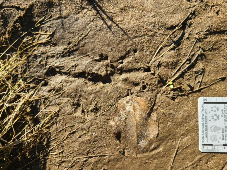 Beaver tracks.