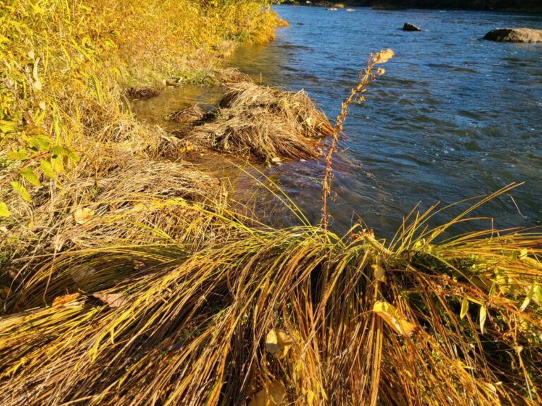 A flattened tussock where beaver and perhaps other animals have grazed and smashed the vegetation down while perched there.