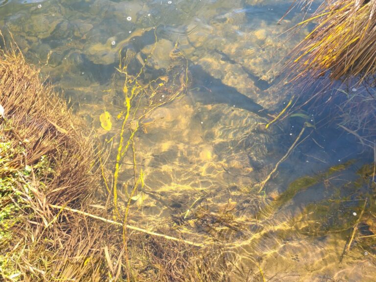 Beaver chew in the water below the perch.