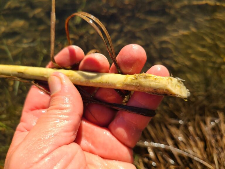 Beaver chew.