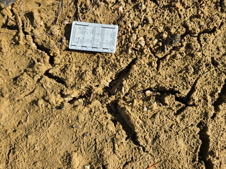 Old weathered track of Great Blue Heron.