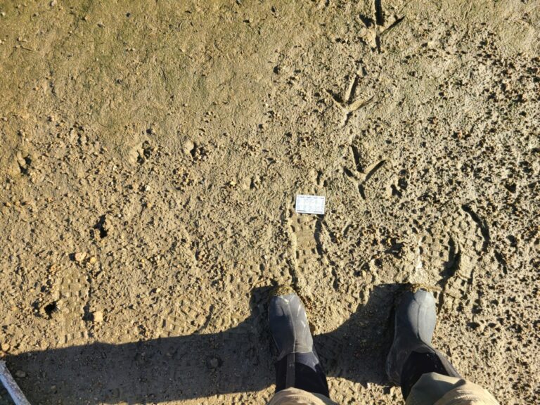 Mystery track crossing the trail of a Great Blue Heron.