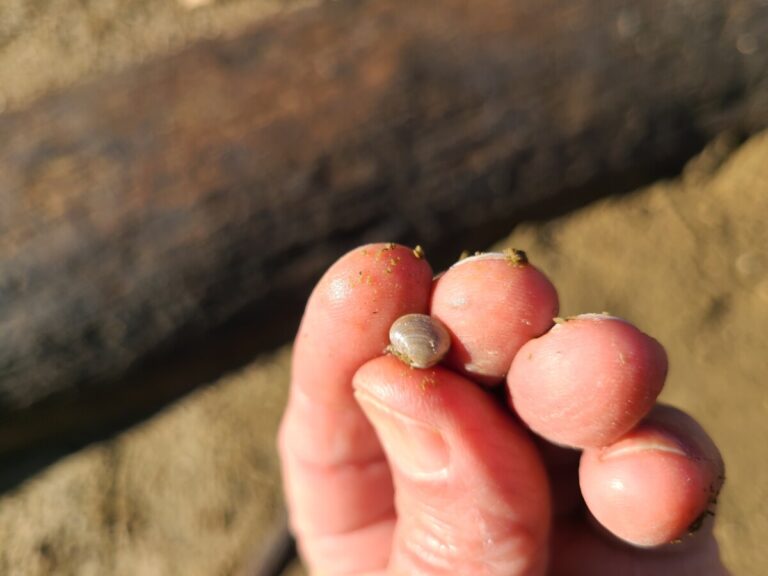 Pea Clam (Family Sphaeriidae)