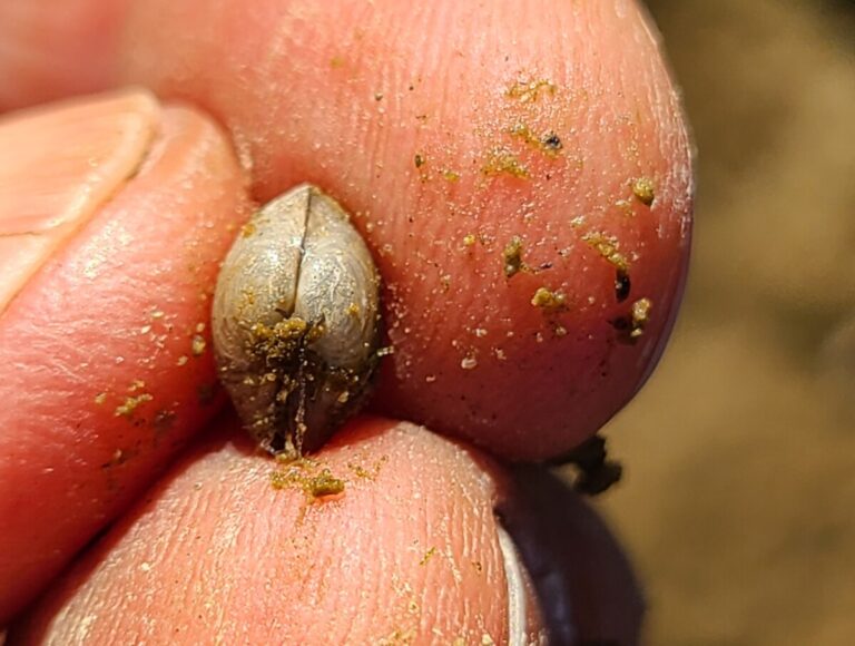 Pea Clam (Family Sphaeriidae)