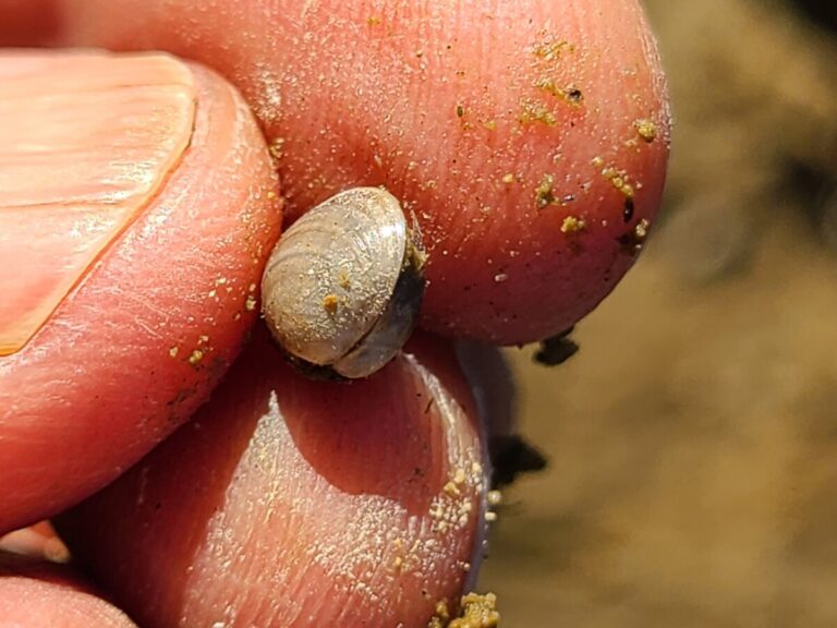 Pea Clam (Family Sphaeriidae)