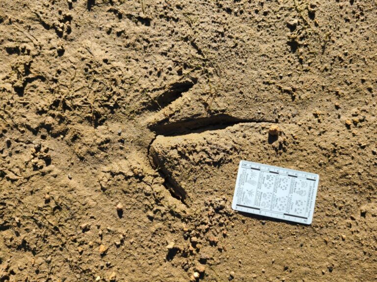 Great Blue Heron track.