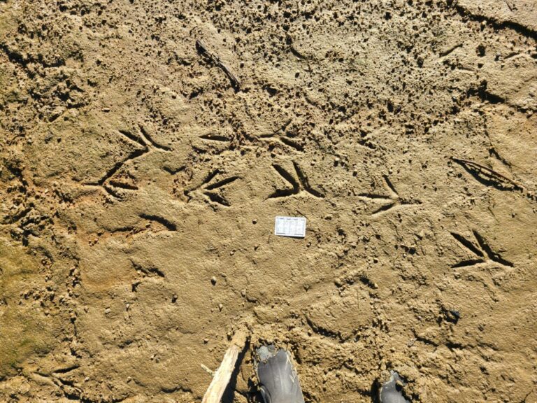 Great Blue Heron tracks.